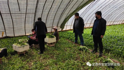市區聯合行動 強化疫情期間農產品質量安全監管，推進食用農產品合格證制度落地